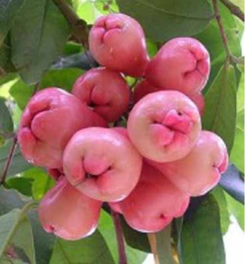 Malay Apple tree - জামরুল